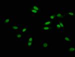 2-hydroxyisobutyryl-Histone H3 (Lys56) Antibody in Immunocytochemistry (ICC/IF)