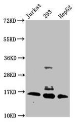 2-hydroxyisobutyryl-Histone H3 (Lys56) Antibody in Western Blot (WB)