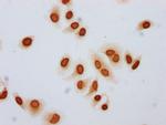Butyryl-Histone H3 (Lys79) Antibody in Immunocytochemistry (ICC/IF)