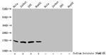 Butyryl-Histone H3 (Lys79) Antibody in Western Blot (WB)