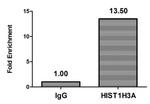 2-hydroxyisobutyryl-Histone H3 (Lys18) Antibody in ChIP Assay (ChIP)
