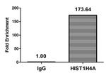 Butyryl-Histone H4 (Lys5) Antibody in ChIP Assay (ChIP)