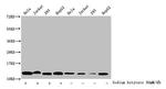 Butyryl-Histone H4 (Lys5) Antibody in Western Blot (WB)