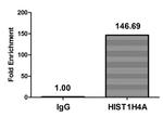 H4K5cr Antibody in ChIP Assay (ChIP)