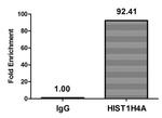 Butyryl-Histone H4 (Lys8) Antibody in ChIP Assay (ChIP)