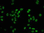 Butyryl-Histone H4 (Lys8) Antibody in Immunocytochemistry (ICC/IF)