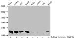 Butyryl-Histone H4 (Lys8) Antibody in Western Blot (WB)