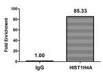 H4K8cr Antibody in ChIP Assay (ChIP)
