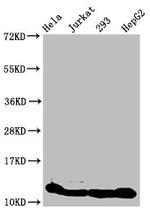 H4K8cr Antibody in Western Blot (WB)