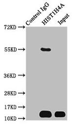 Butyryl-Histone H4 (Lys12) Antibody in Immunoprecipitation (IP)