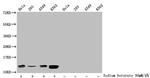 Butyryl-Histone H4 (Lys12) Antibody in Western Blot (WB)