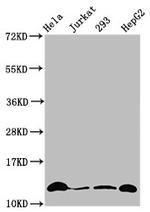 H4K12cr Antibody in Western Blot (WB)