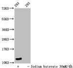 Formyl-Histone H4 (Lys12) Antibody in Western Blot (WB)