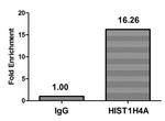 2-hydroxyisobutyryl-Histone H4 (Lys16) Antibody in ChIP Assay (ChIP)