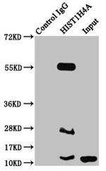 2-hydroxyisobutyryl-Histone H4 (Lys16) Antibody in Immunoprecipitation (IP)