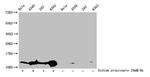 H4K16pr Polyclonal Antibody