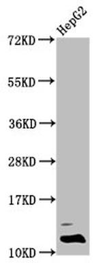 Formyl-Histone H4 (Lys31) Antibody in Western Blot (WB)
