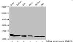 H4K31pr Polyclonal Antibody
