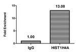 2-hydroxyisobutyryl-Histone H4 (Lys12) Antibody in ChIP Assay (ChIP)
