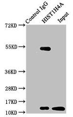 2-hydroxyisobutyryl-Histone H4 (Lys12) Antibody in Immunoprecipitation (IP)