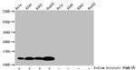 2-hydroxyisobutyryl-Histone H4 (Lys12) Antibody in Western Blot (WB)