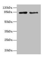 HJURP Polyclonal Antibody