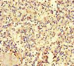 HOXD9 Polyclonal Antibody