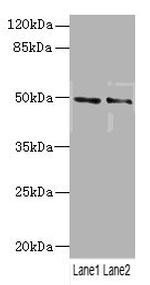 HTR3B Antibody in Western Blot (WB)