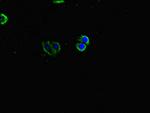 INVS Antibody in Immunocytochemistry (ICC/IF)