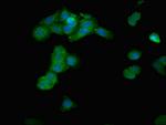 IPP Polyclonal Antibody