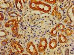 IPP Antibody in Immunohistochemistry (Paraffin) (IHC (P))