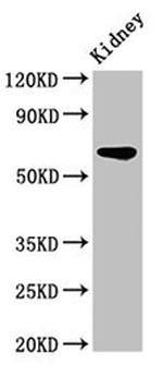 IPP Antibody in Western Blot (WB)