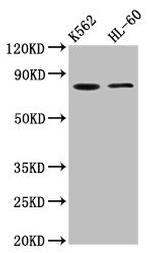LPO Antibody in Western Blot (WB)