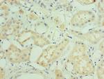 MAPK4 Polyclonal Antibody