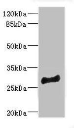 MLF1 Antibody in Western Blot (WB)
