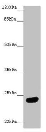 MRAS Antibody in Western Blot (WB)