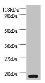 MRFAP1L1 Polyclonal Antibody