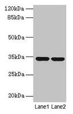 MRPL19 Antibody in Western Blot (WB)
