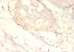 SNRPG Antibody in Immunohistochemistry (Paraffin) (IHC (P))