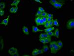 NCAM2 Antibody in Immunocytochemistry (ICC/IF)