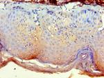 NCK2 Antibody in Immunohistochemistry (Paraffin) (IHC (P))