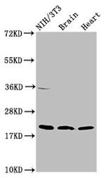 NDUFB8 Antibody in Western Blot (WB)