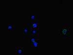 NOXA1 Polyclonal Antibody