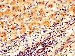 Mimecan Antibody in Immunohistochemistry (Paraffin) (IHC (P))