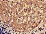 Oxytocin Polyclonal Antibody
