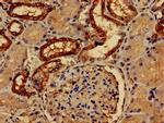 PALM Polyclonal Antibody