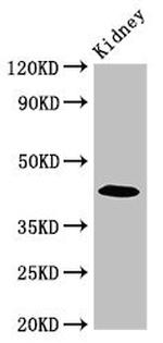 PALM Antibody in Western Blot (WB)