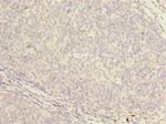 PCOLCE2 Antibody in Immunohistochemistry (Paraffin) (IHC (P))