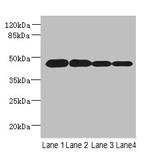 PCOLCE2 Antibody in Western Blot (WB)