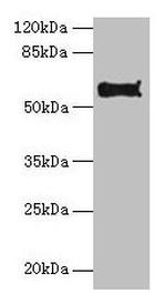PDIA2 Polyclonal Antibody